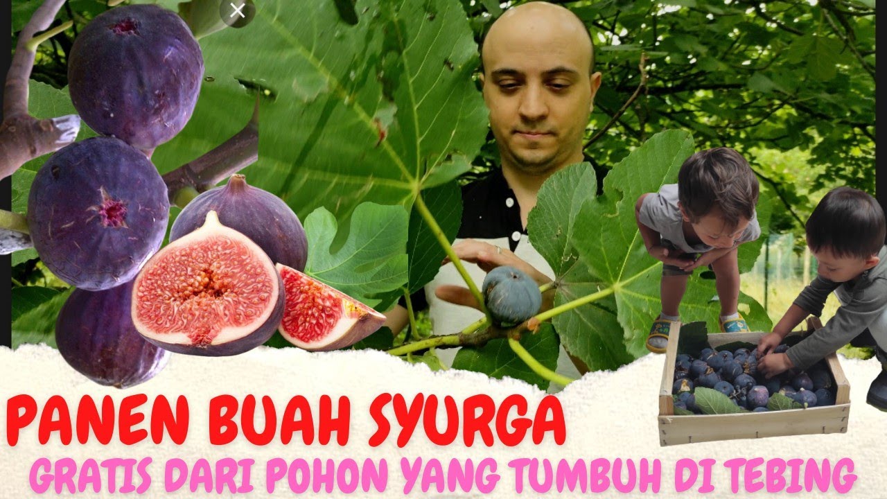 Perdana Panen Buah Syurga Di Italia, Gratis Sampai Puas💪