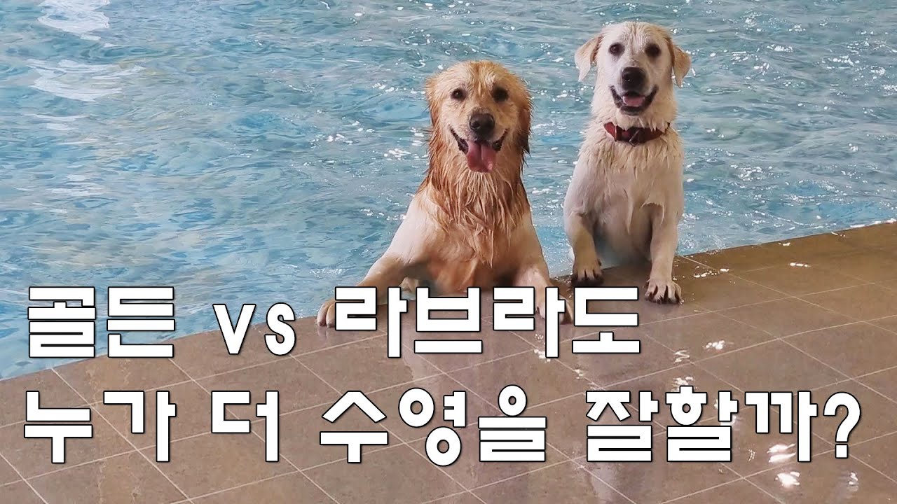 골든 vs 라브라도 _ 누가 진정한 물트리버일까?