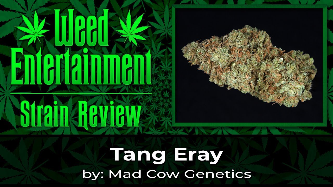 Tang Eray - by Lemonnade / Mad Cow Genetics - Sept 2023