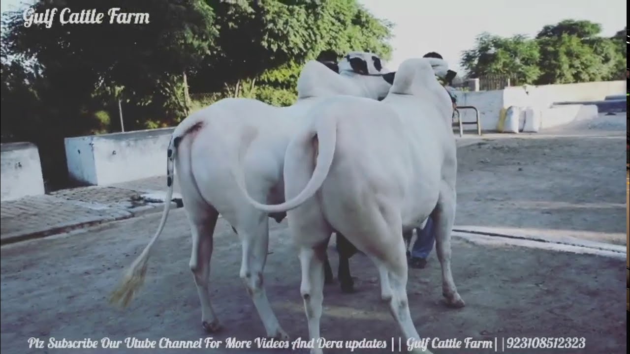 Memories 2019 || Gulf Cattle Farm || House Of Dhani Bulls