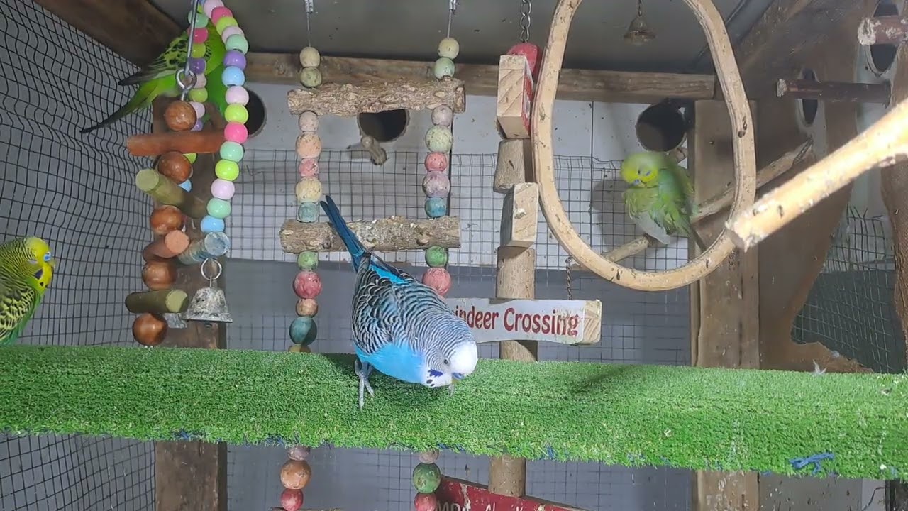 “Parrot got jokes 🤣🦜 #FunnyBird #Trend”