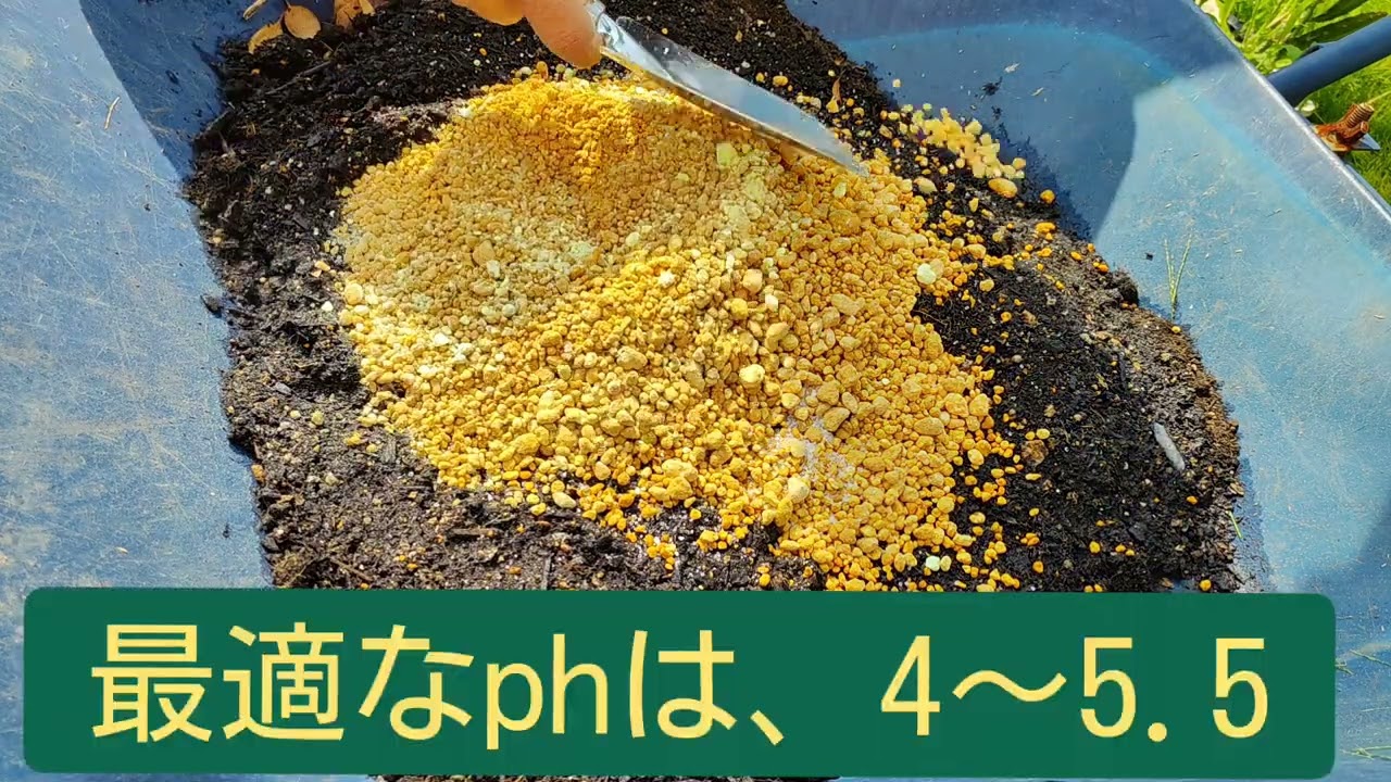 パイナップル栽培　酸性土の重要性
