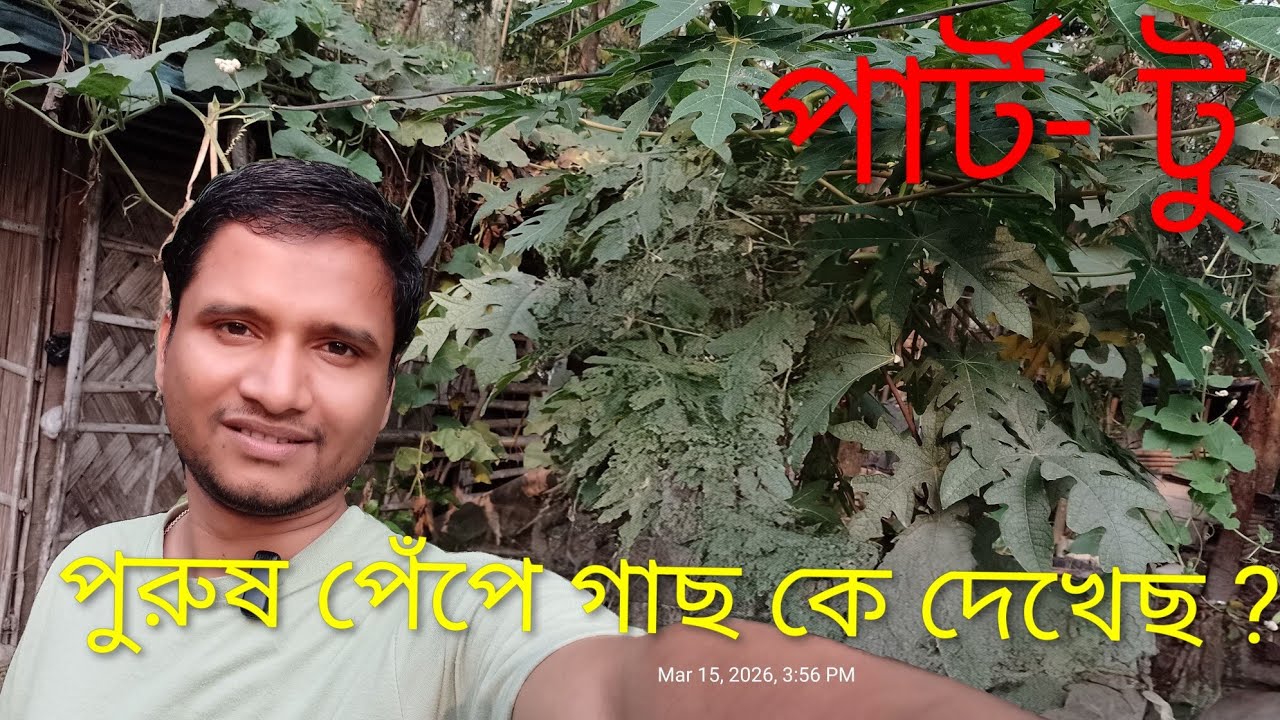 পুরুষ পেঁপে গাছ !!! 