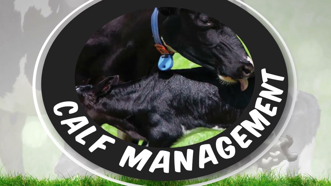 Calf management  - What you need to know!