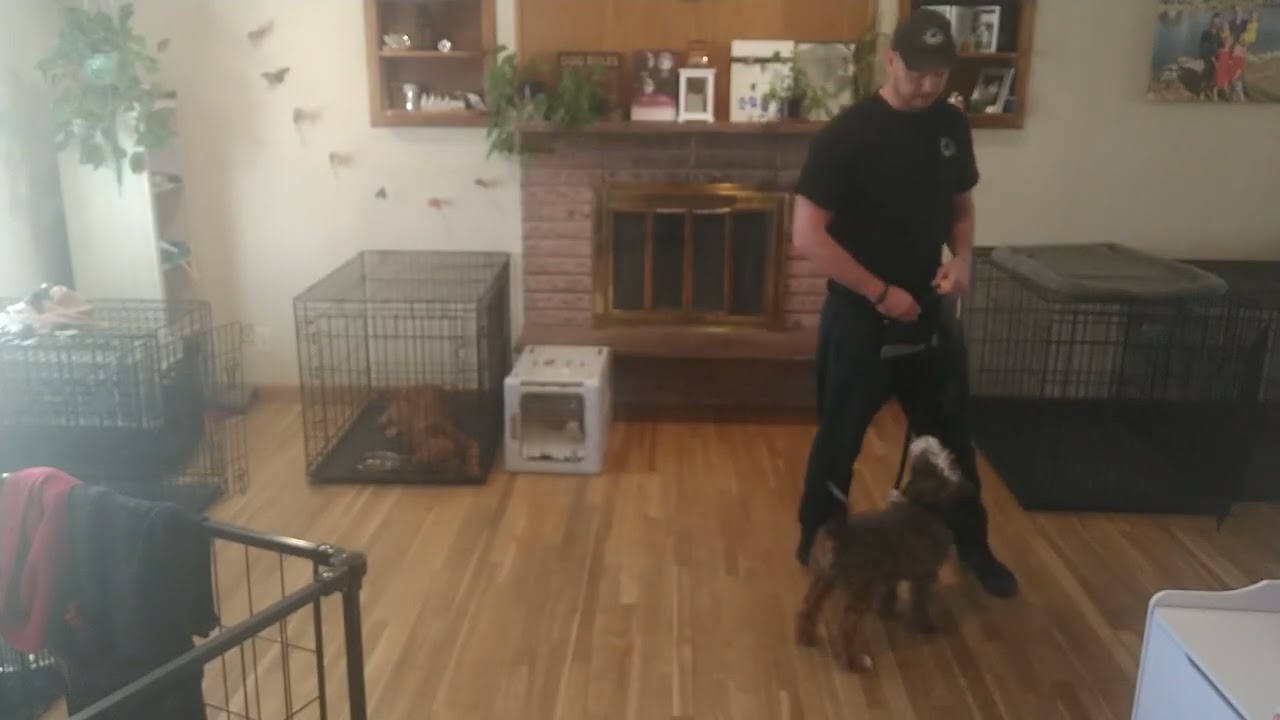 Rocco loose leash walk