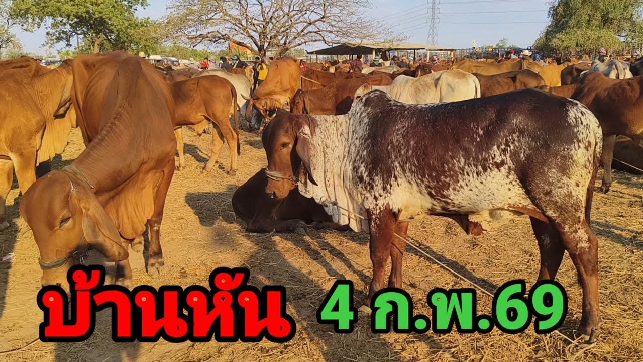 ตลาดบ้านหัน มหาสารคาม วัวงามขาดตลาด