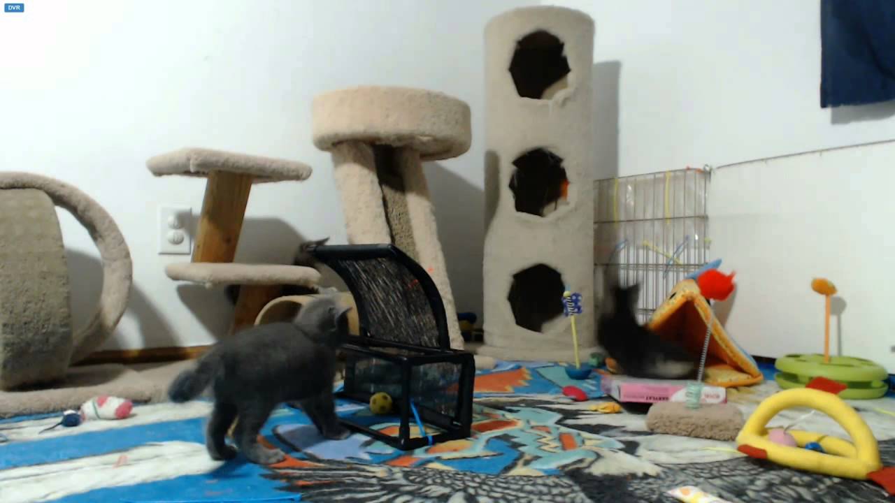 AI Kittens - Hal is a kangaroo