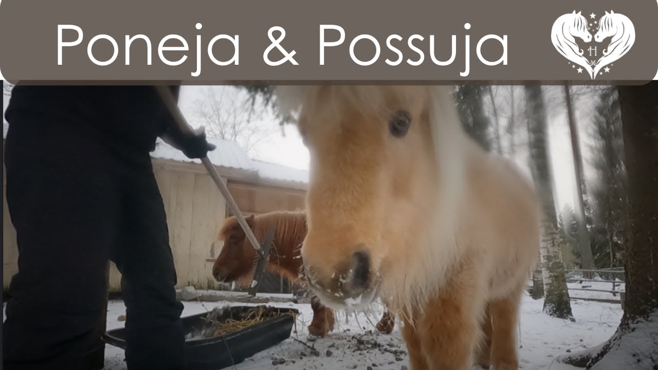 Älyttömän liukasta, poneja ja possuja