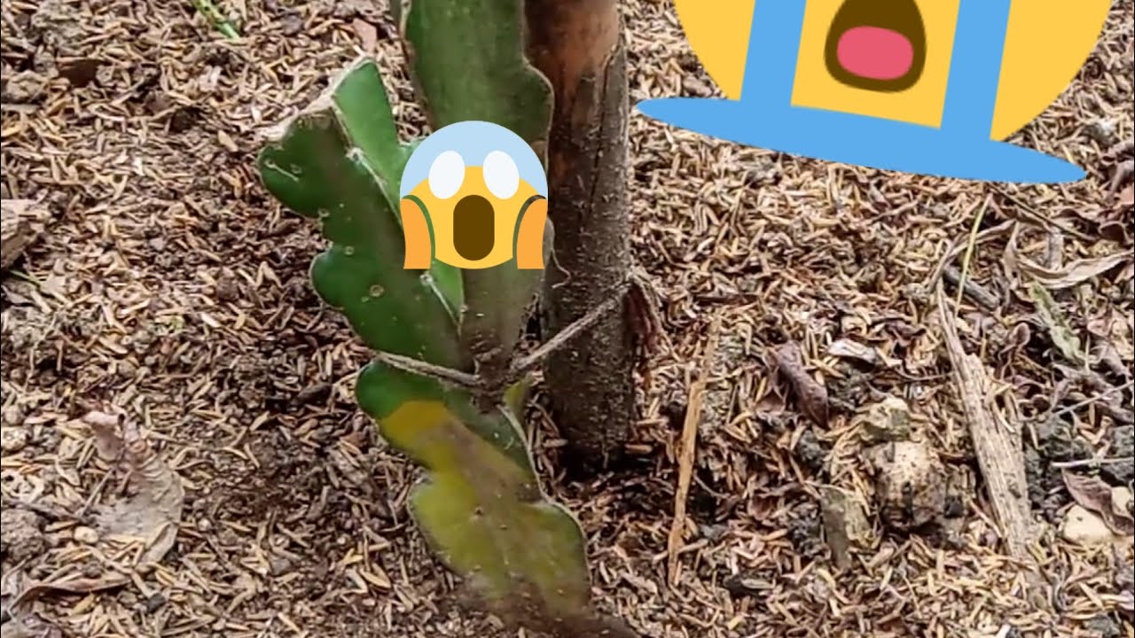 PITAHAYA Se pudren los esquejes😱😱Como combatir fusarium🐉🌵