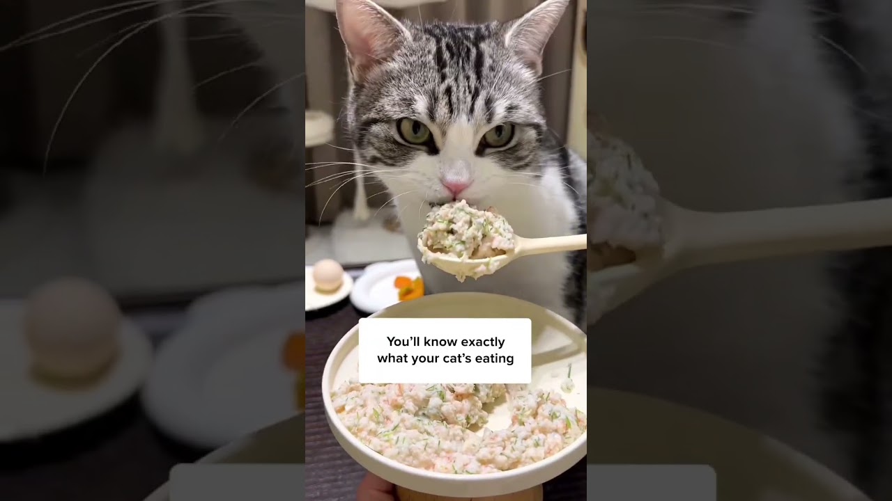 How To Make Healthy Food For Cats Easily! 😻