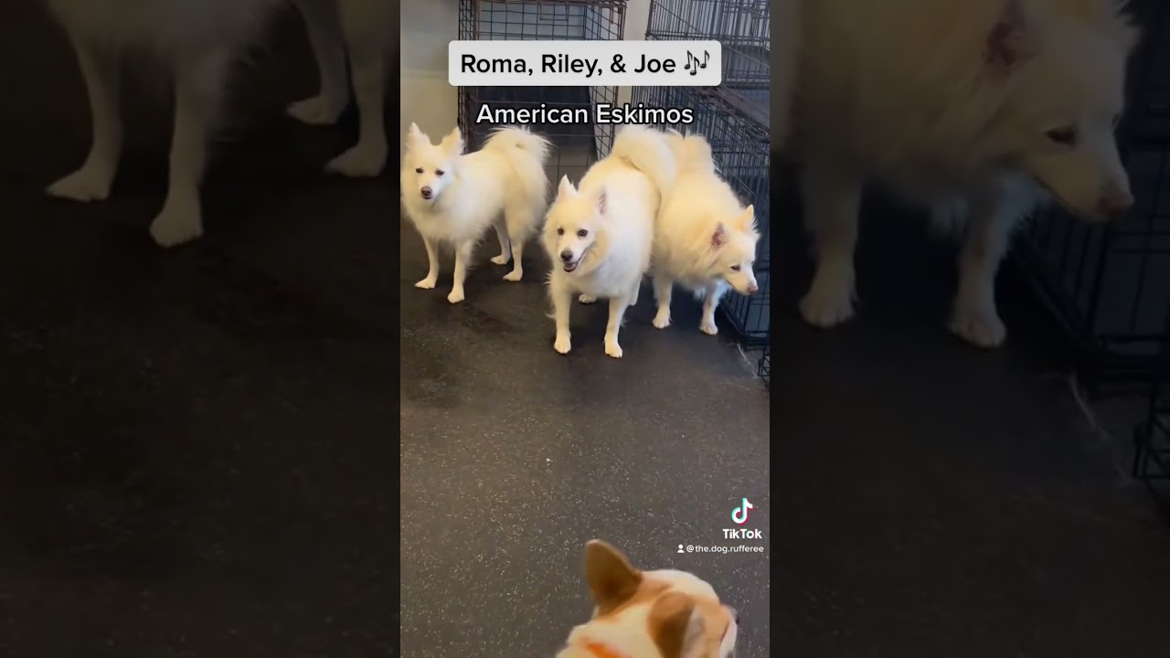 Breeds at dog daycare today! #dog #doggydaycare #dogs #cute #funny #animals #puppy #dogdaycare