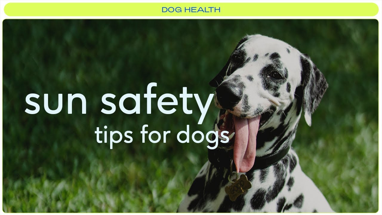 Do Dogs Need Sunscreen? ☀️ How to Keep Your Pup Safe in the Sun