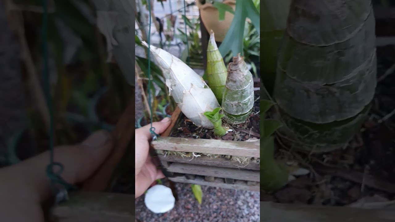 Dica de cultivo da Orqu&iacute;dea  Catasetum. #catasetum #cultivodeorquideas #orquideas #orquidofilia