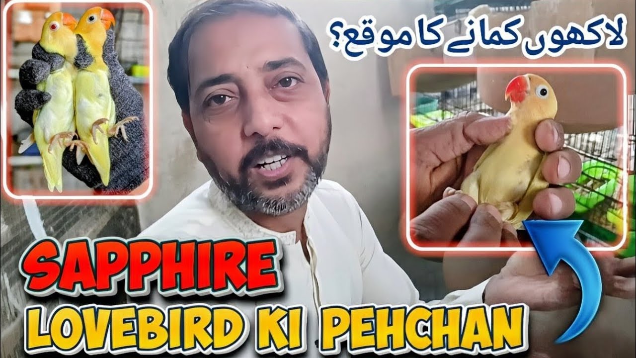 Sapphire lovebird ki pehchan