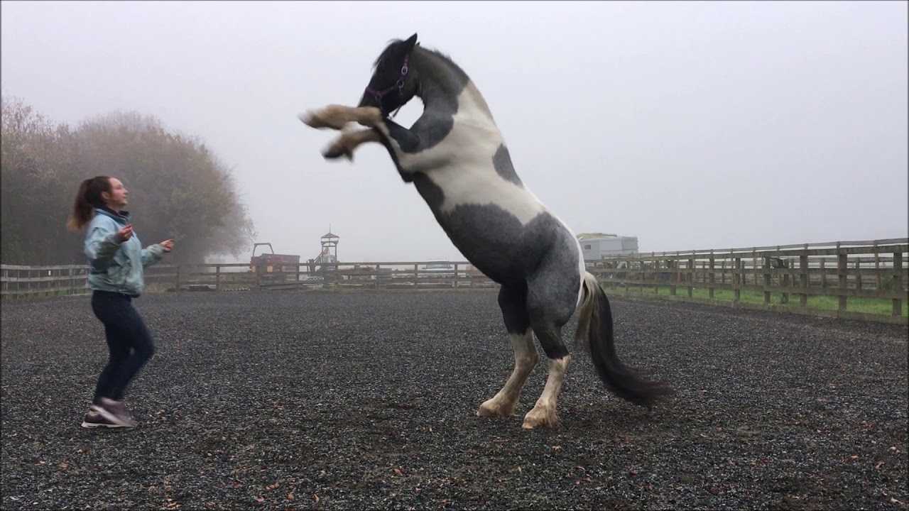 Horse rearing on commnad