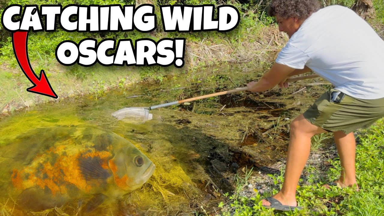 I Trapped a Wild Oscar in a Florida Ditch &mdash; Here&rsquo;s What Happened Next&hellip;