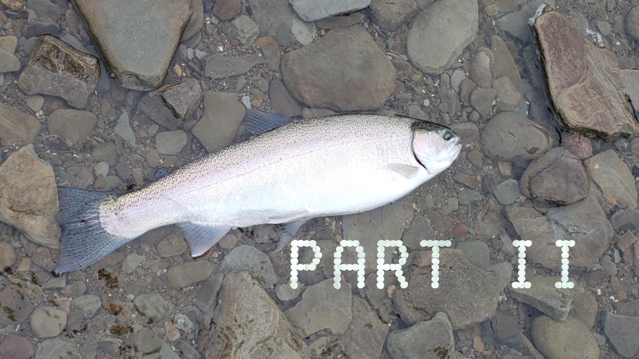 Lake Erie Steelhead Fishing: Part 2