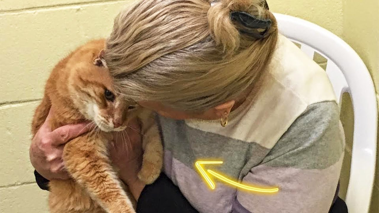 Woman Adopted a Cat From a Shelter And The Next Day Unbelievable Happened!