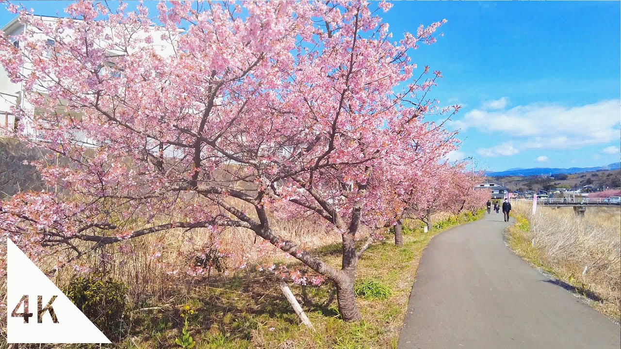 【4K】Watching Kawazu Cherry Blossoms at the Kannami Cherry Blossom Festival