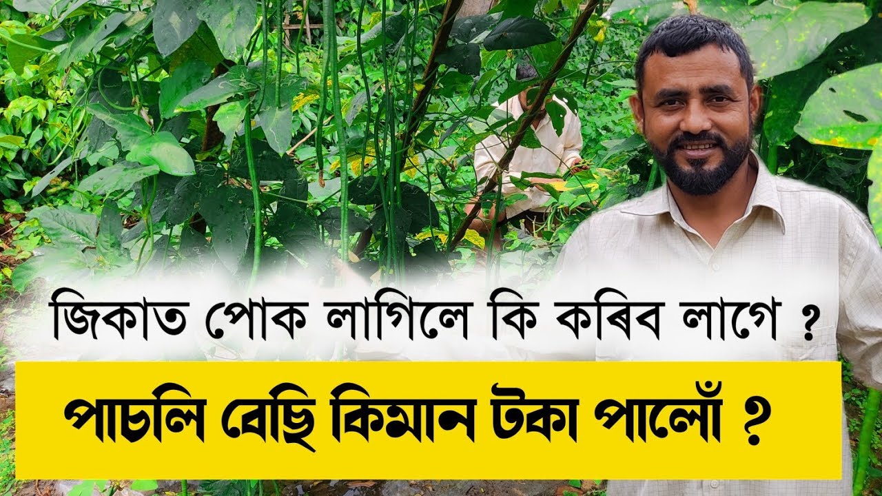 জিকা ত পোক লাগিলে কি কৰিব ? How to grow vagitable// jika kheti , bengena kheti @Futurefocusassam