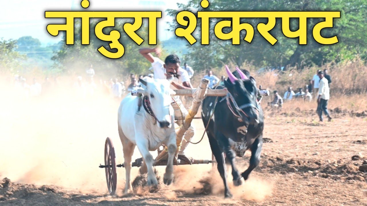 nandura shankarpat 2026 नांदुरा शंकरपट
