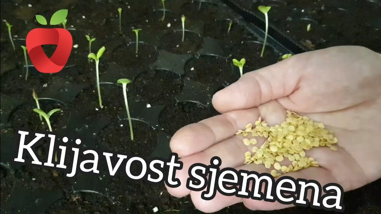 Как проверить всхожесть семян