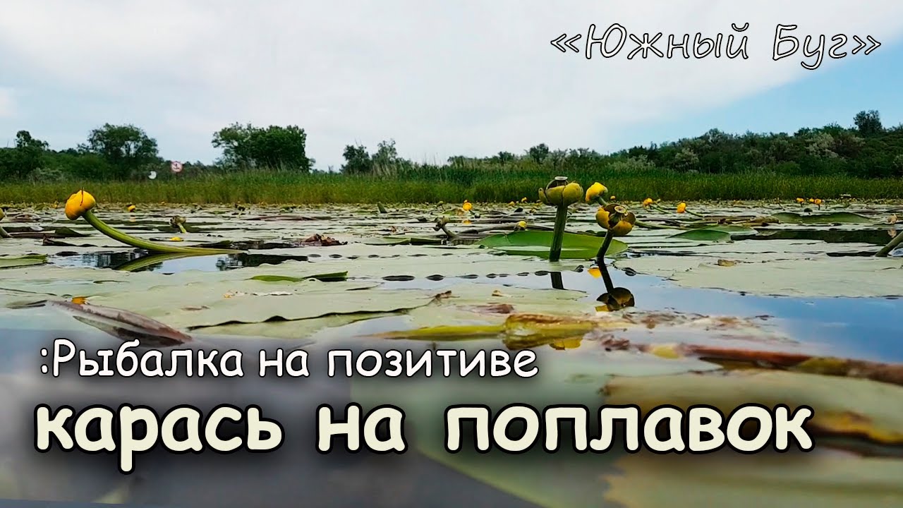 Карась на поплавок. Ловля карася в Кувшинке. Рыбалка Южный буг