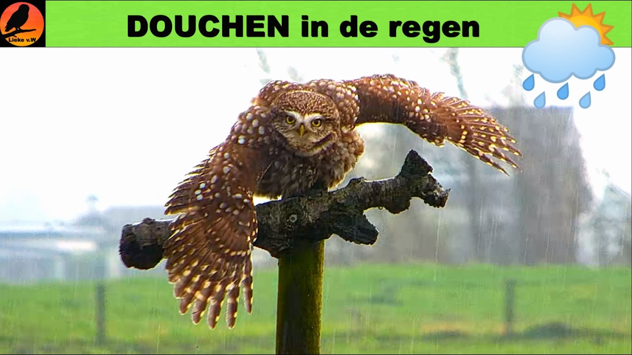 DOUCHEN in de regen 🦉🚿🌧️10-03-2026