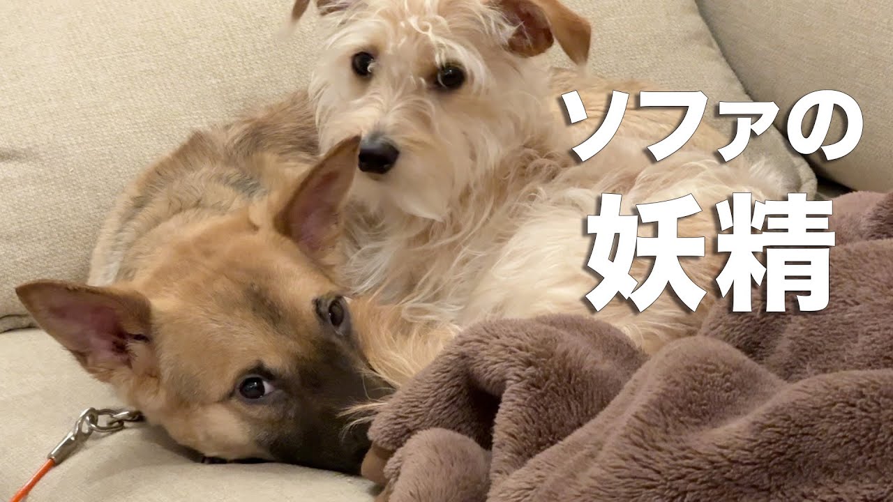 ビビリな野犬の子犬を保護したら、1ヶ月で“ソファの妖精”になりました