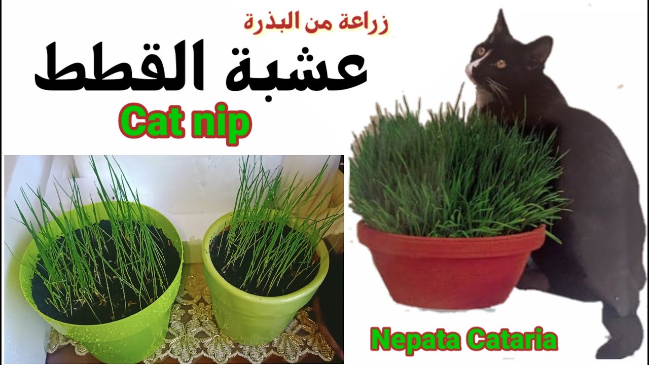 حشيش او عشبة القطط cat nip الزراعة من البذور و اعتني بقطتك المفضلة 😻