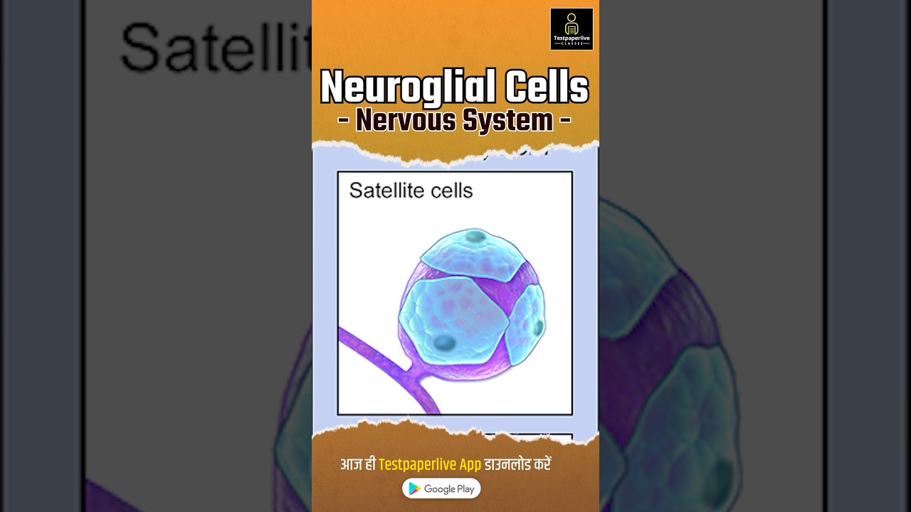 Neuroglia in Hindi | Nervous System | Types | Functions | Structure #Neuroglia #nervoussystem