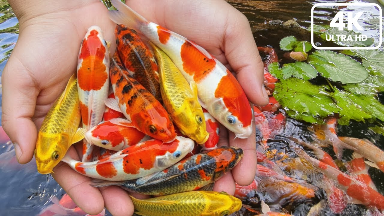 Feeding & Catch Beautiful Koi Fish in a Pond - Peaceful and Relaxing Fish Video