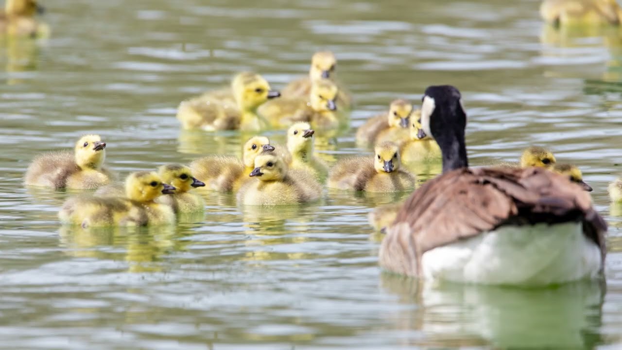 Animal 12/159: Canada Goose. Red Dead Redemption 2 2026 Compendium Update