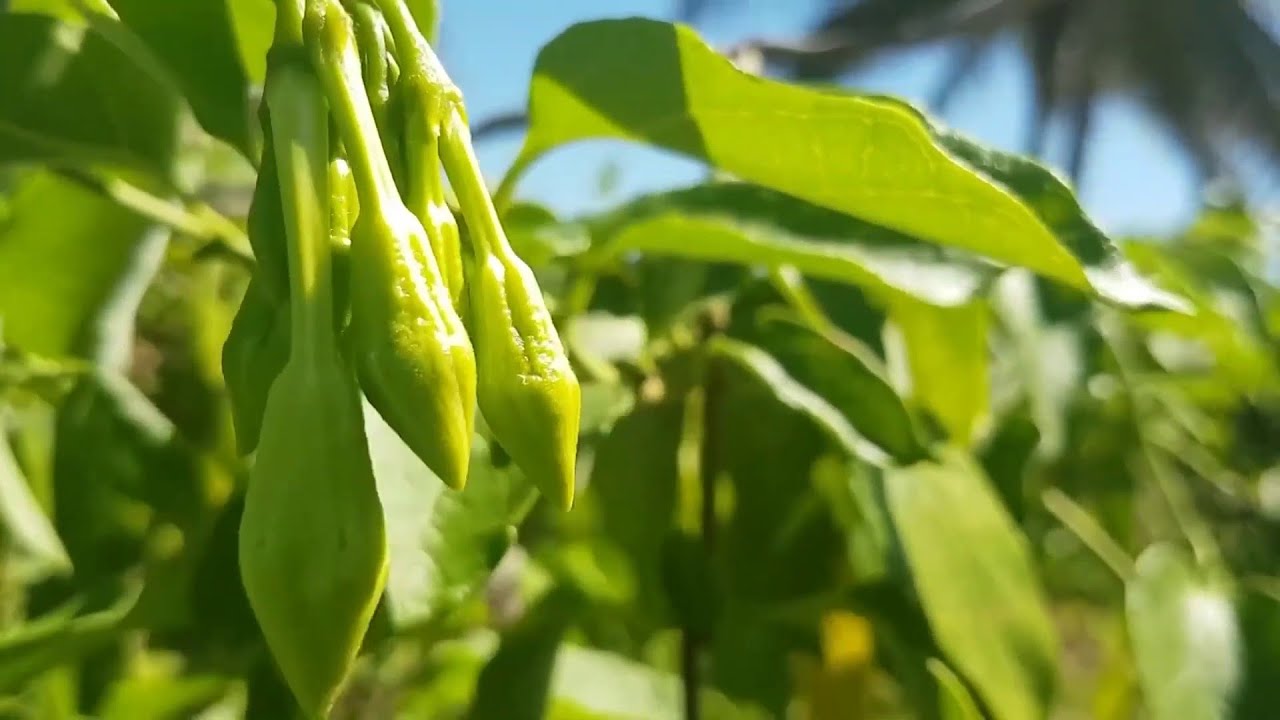 Hechos del Agro - Cosecha de loroco