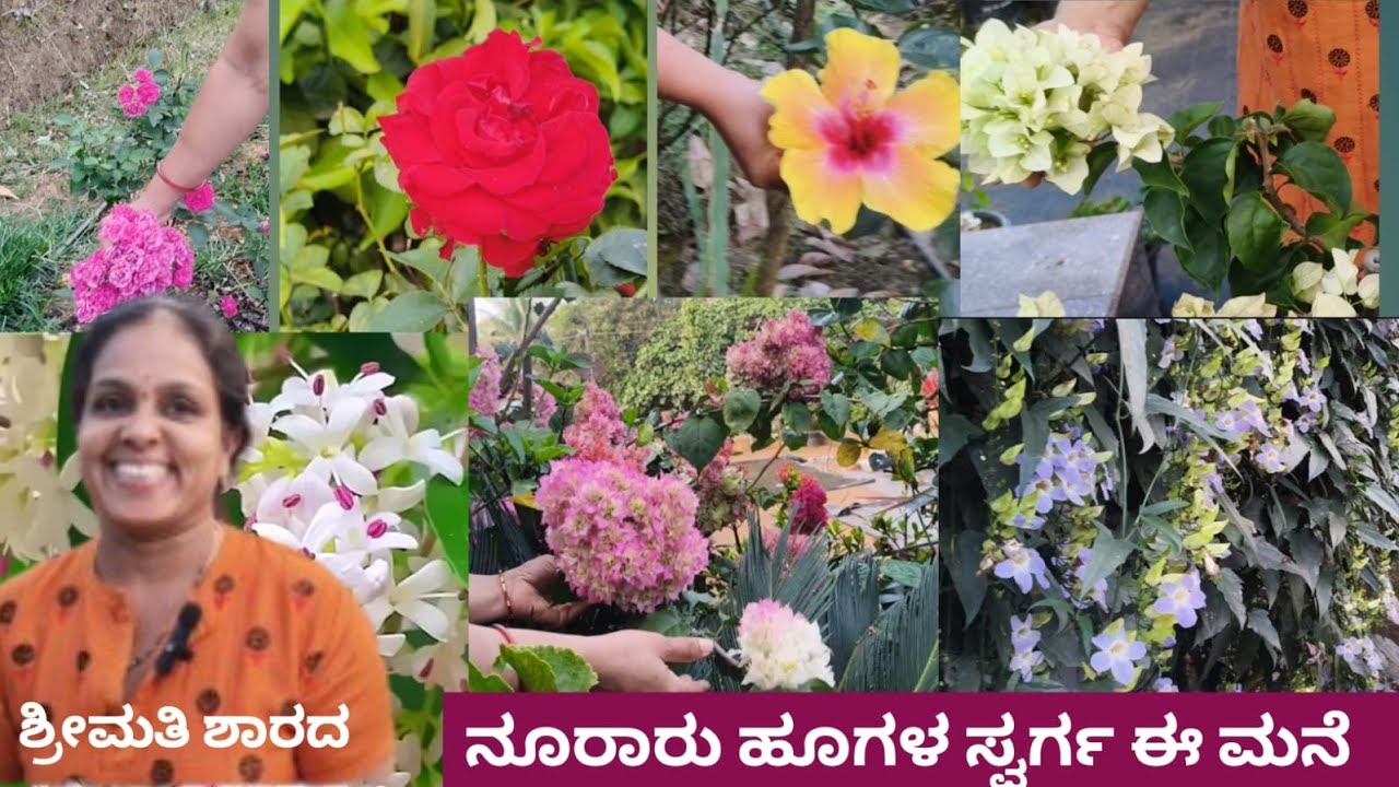 72 ವಿಧದ ದಾಸವಾಳ 35 ವಿದದ ಗುಲಾಬಿ ಹೂ ನೂರಾರು ವೆರೈಟಿಯ ವಿವಿಧ ಹೂಗಳ ಅರಮನೆ ಇವರದ್ದು 💐🥰