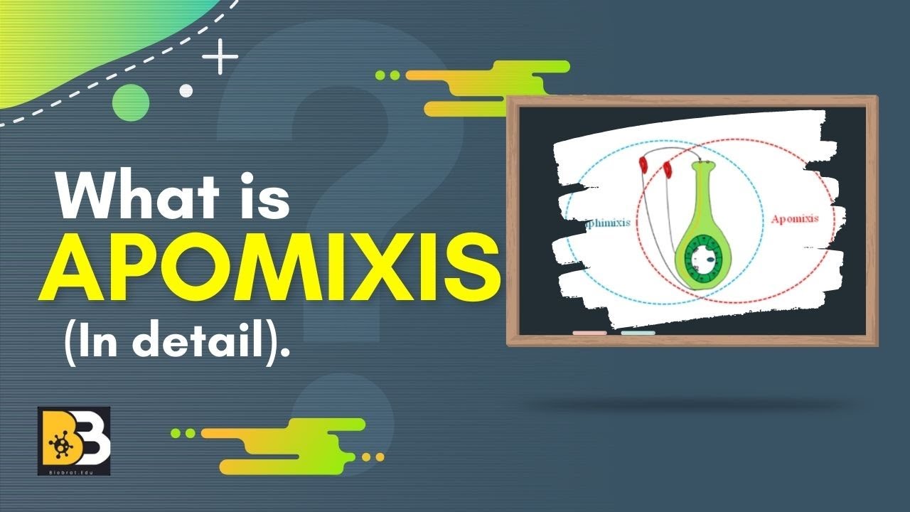 What is Apomixis (In detail).