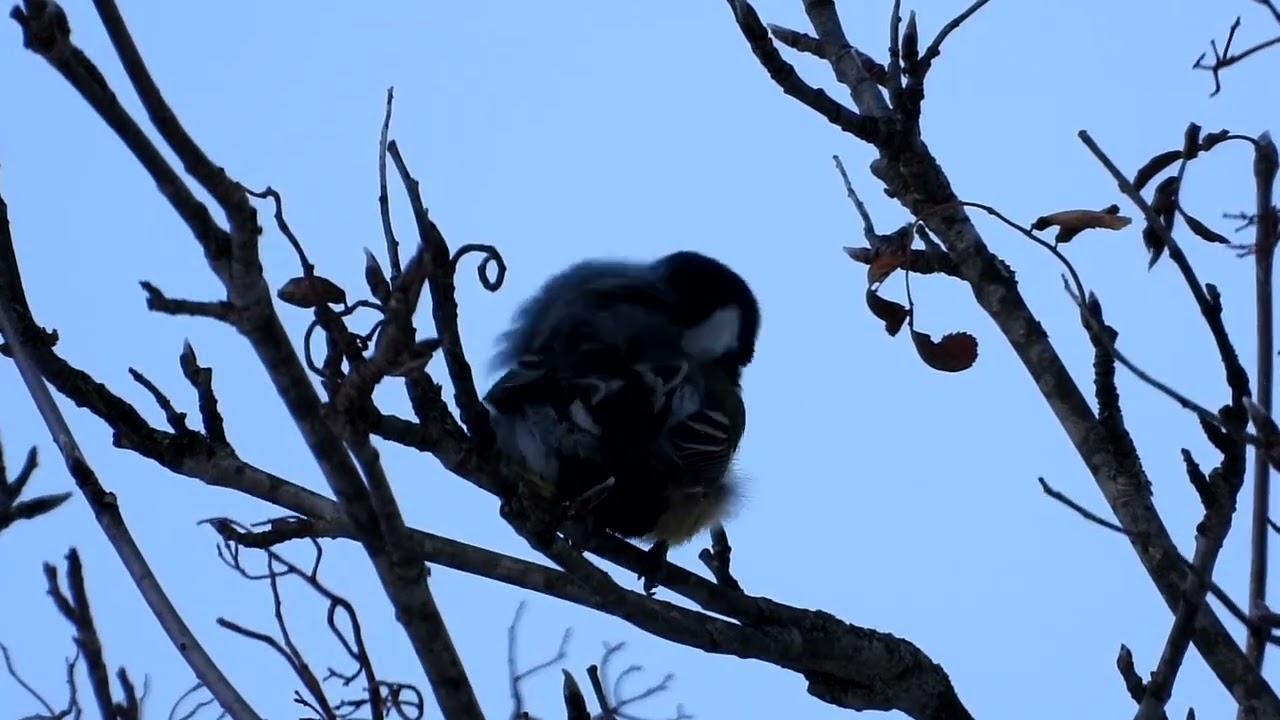 Mésange charbonnière réalisée le 23.11.2024