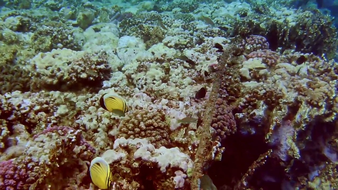 Marsa Alam Dec 2024