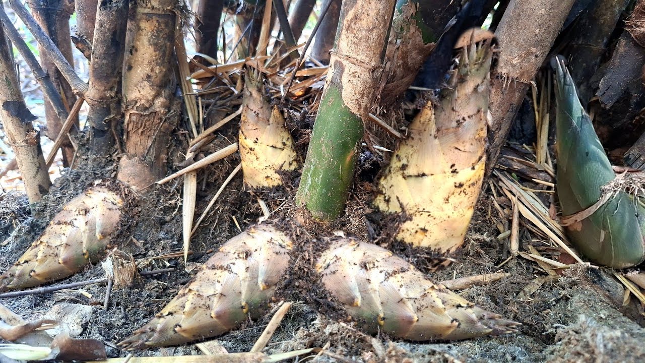 หาหน่อไม้ไผ่ป่า‼️ออกเยอะมาก หน่อนางดินขาวๆ17 มีนาคม ค.ศ. 2026