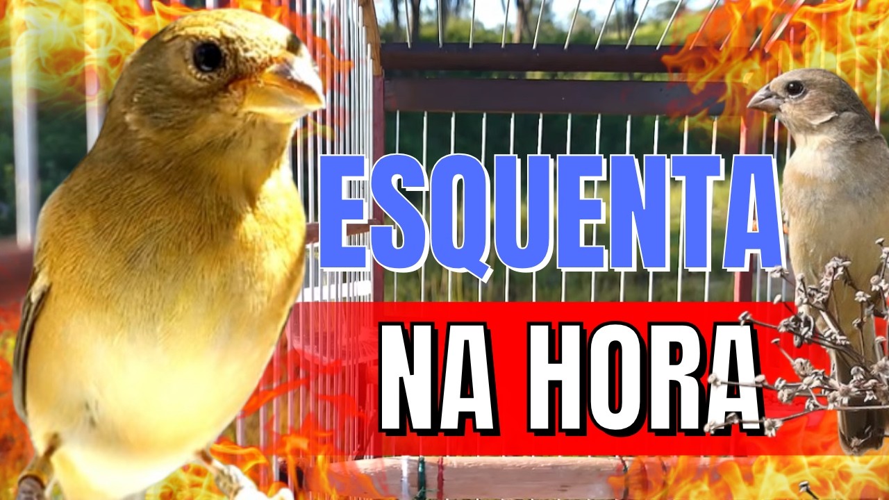 Melhor Piado de fêmea de papa capim tui tui para Foguear Papa capim com Piado de fêmea de papa capim