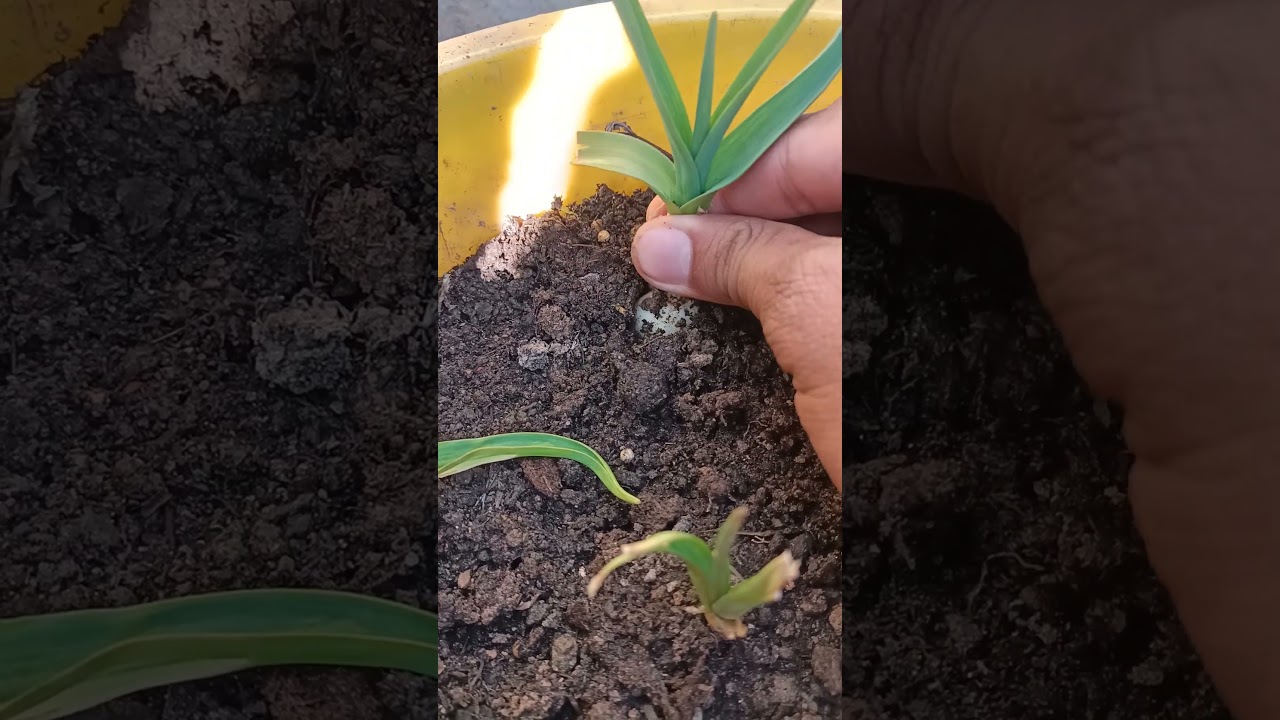 Pulling garlic #farming #shorts #youtubeshorts