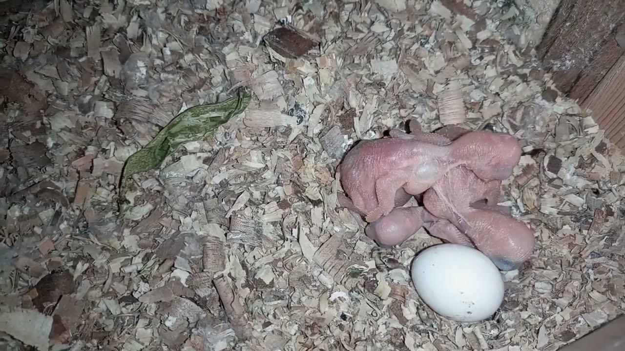 Chicks of Lutino & green Ringneck 