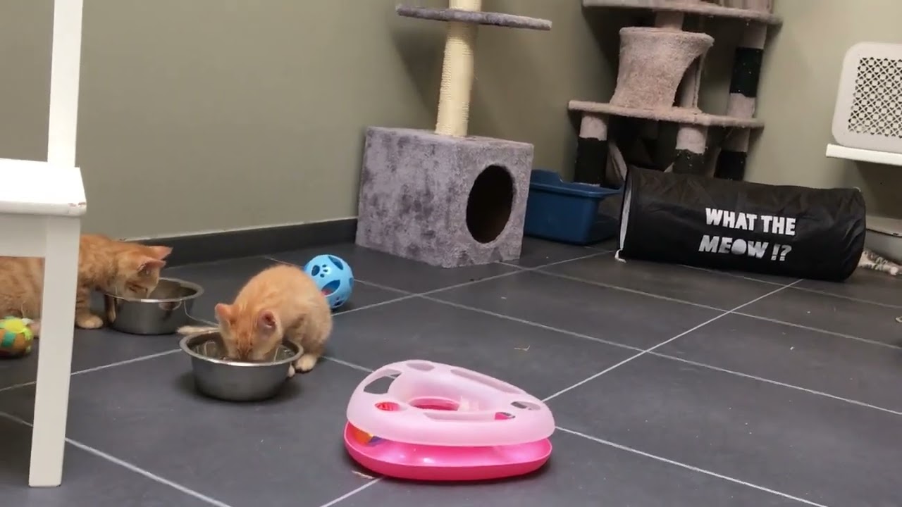 Baby kittens in asiel 