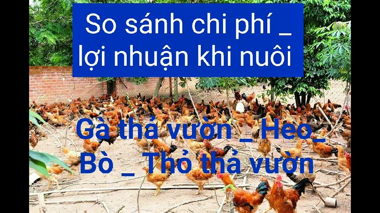So sánh lợi nhuận khi nuôi gà thả vườn _ heo_ bò_ thỏ thả vườn 