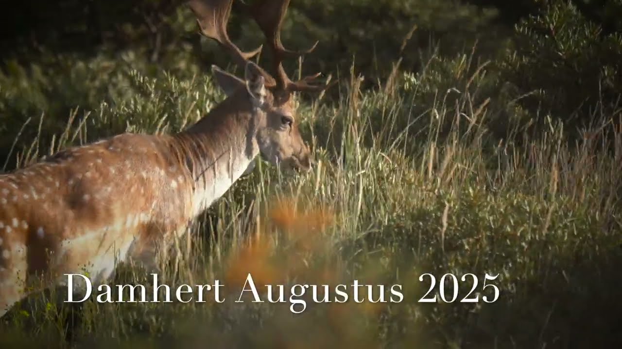 Damhert Augustus 2025