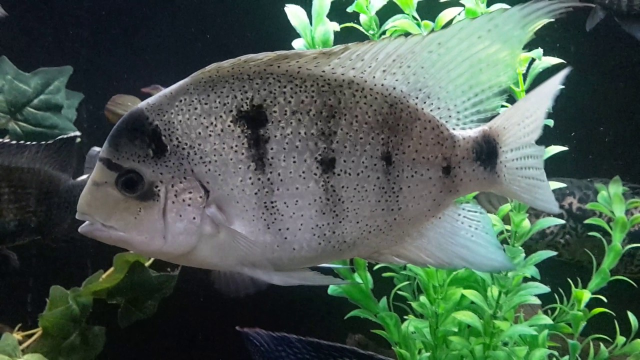 American Cichlid community fish tank setup