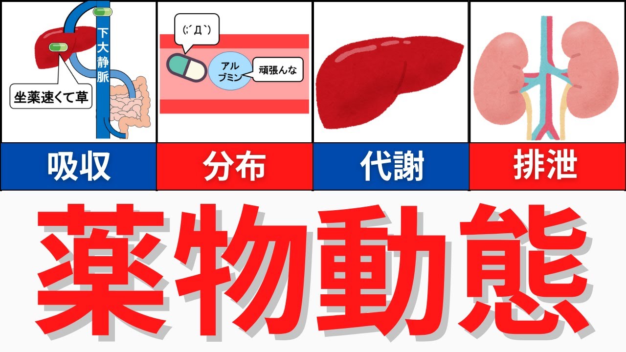 【10分で解説！】薬物動態について解説！頻出ですが正答率が低いです！