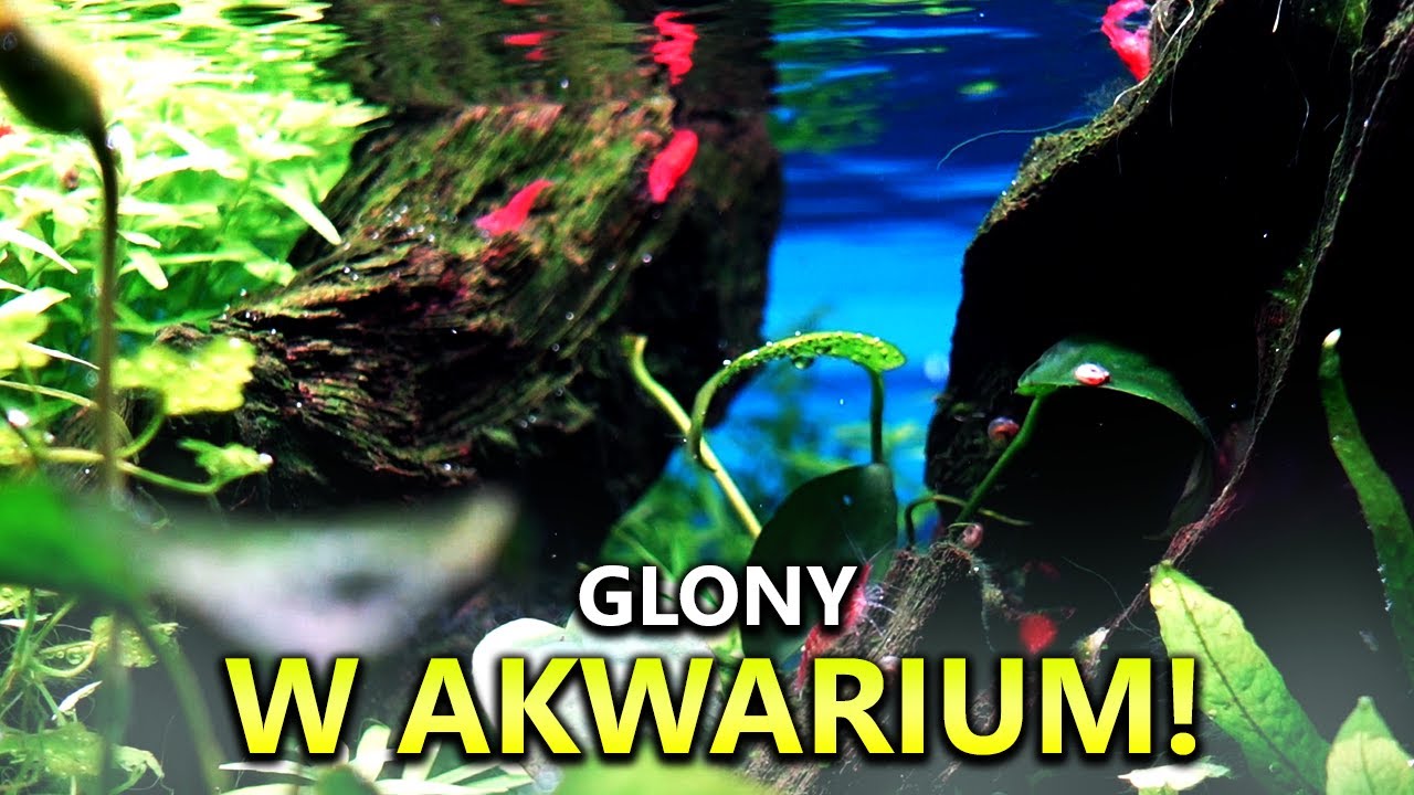 Glony w AKWARIUM | Smocze Urwisko #4