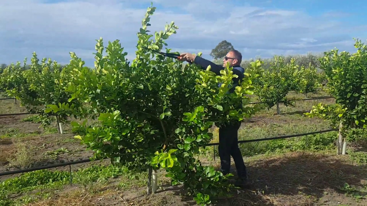 POTATURA DI GIOVANI PIANTE DI LIMONE (24 mesi dal trapianto)