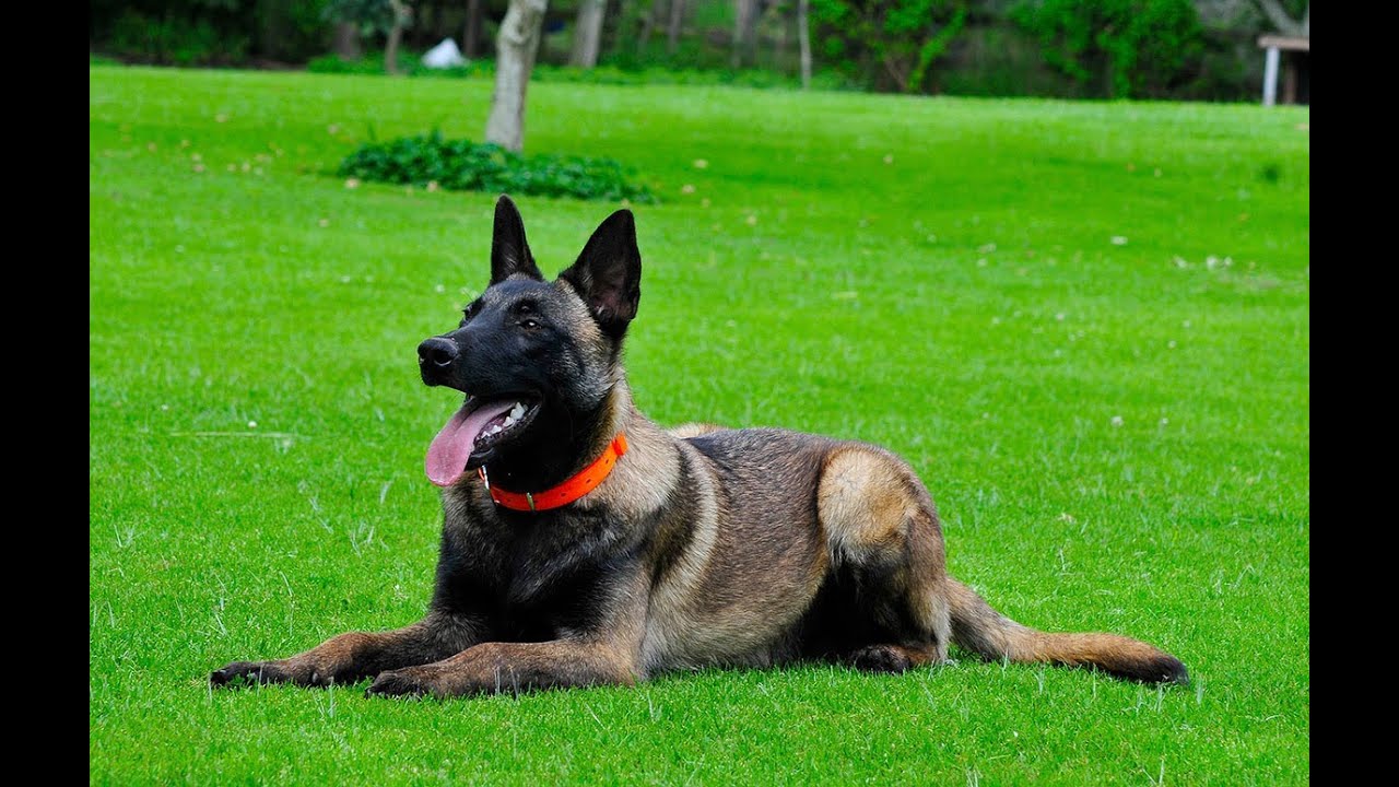 Basic Obedience Training Belgian Malinois for sale 786-206-9330